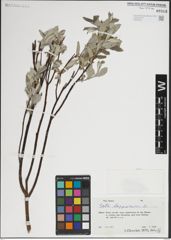 Foto von Salix lapponum L.